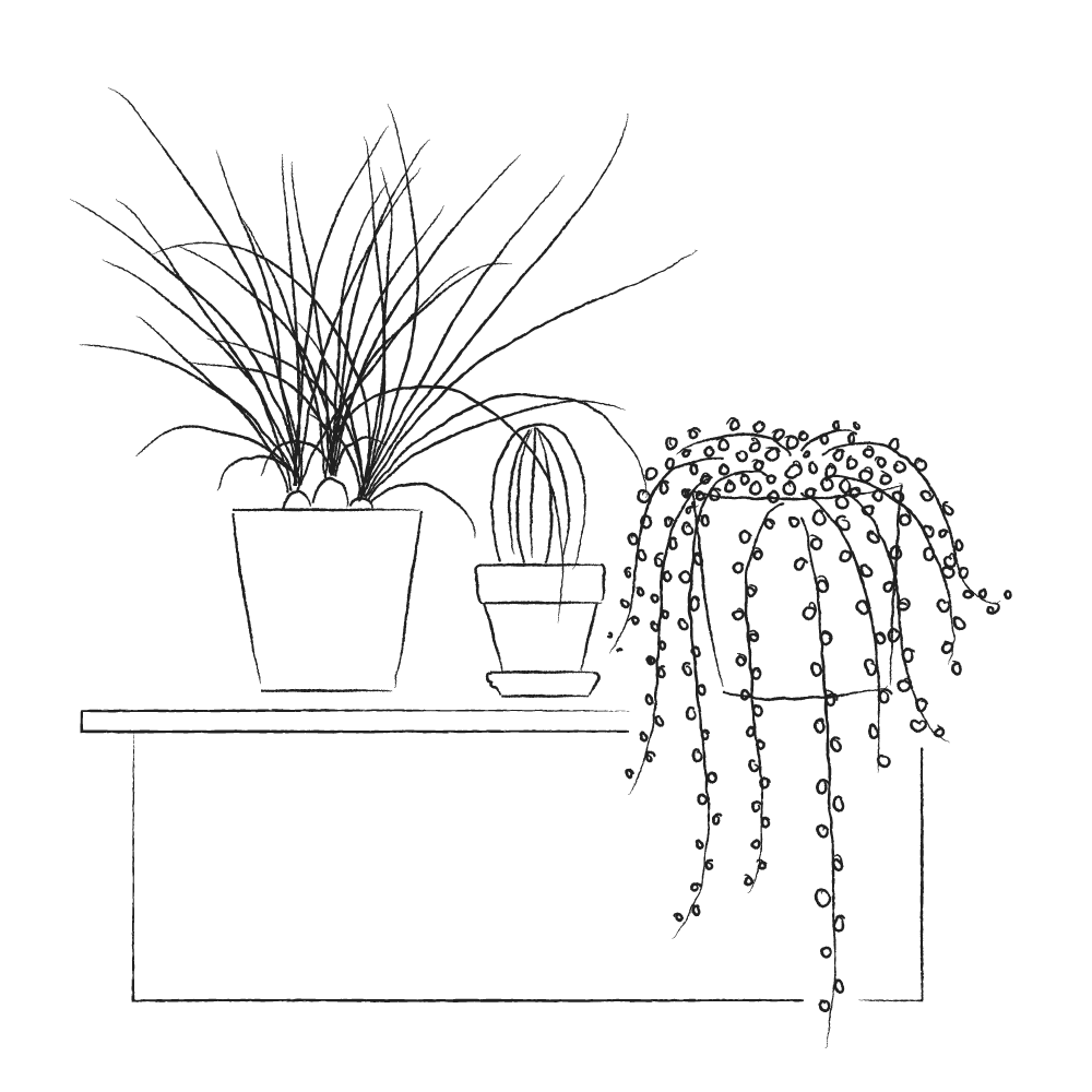 Charcoal illustration of three plants on a table