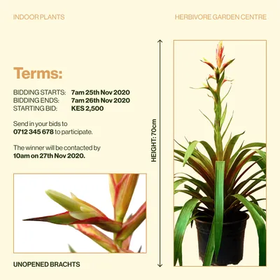 Bromeliad auction terms on cream, with the plant and its height