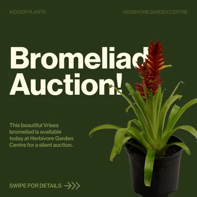 Bromeliad Auction! post on dark green, with a potted bromeliad