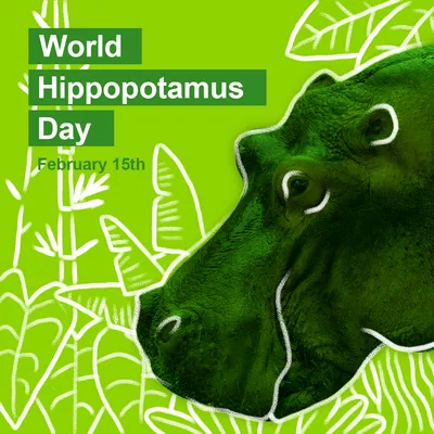 World Hippopotamus Day post: a hippo's head on bright green