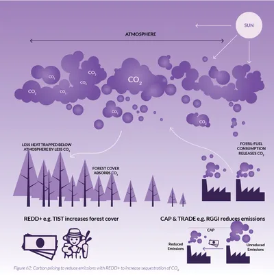 Purple illustration of carbon pricing: REDD+ increasing forest cover, and cap and trade reducing emissions