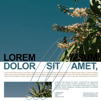 Typographic poster: 'Lorem dolor sit amet' in black capitals across a white band, below the flowering tree photo