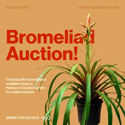 Bromeliad Auction! post on terracotta, with a potted bromeliad