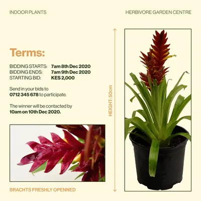 Second bromeliad auction terms on cream, with the plant and a close-up of its bracts