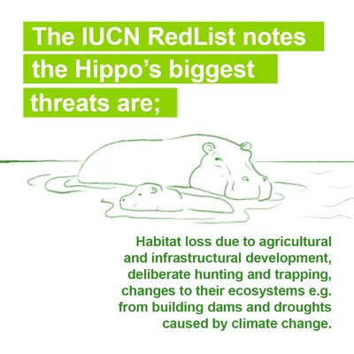 Post: the threats to the hippo noted by the IUCN Red List